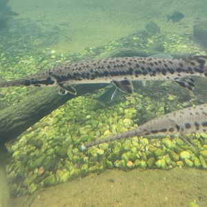 Go Fish Education Center - Spotted Gar