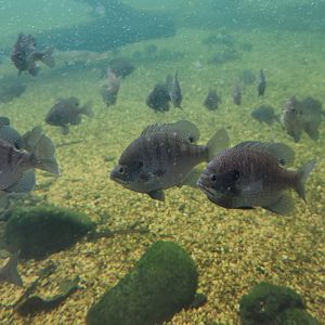 Go Fish Education Center - Sunfish