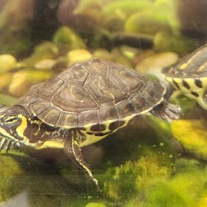 Go Fish Education Center - Trachemys scripta scripta