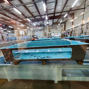 Go Fish Education Center - Fish nursery