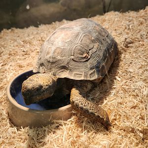 Go Fish Education Center - Gopher Tortoise
