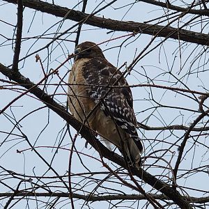 Go Fish Education Center - Wild Red-shouldered Hawk on grounds