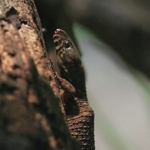 Smith's tropical night lizard (Lepidophyma smithii)