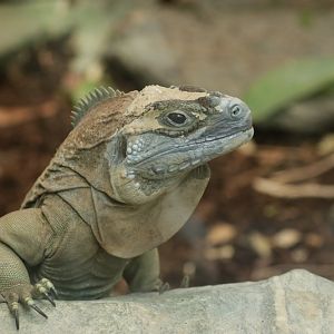 Jamaican iguana (Cyclura collei)