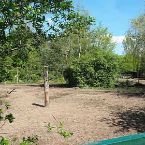 Central European wild boar exhibit, 2023-04-30