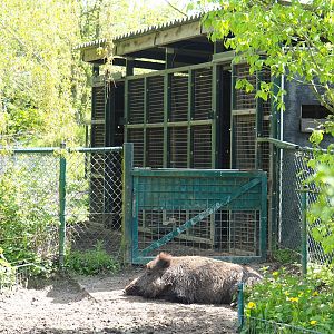 Central European wild boar holding, 2023-04-30