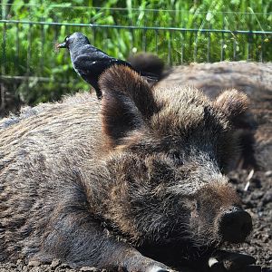 Central European wild boar (Sus scrofa scrofa) and Western jackdaw (Coloeus monedula) collecting hair for nest, 2023-04-30