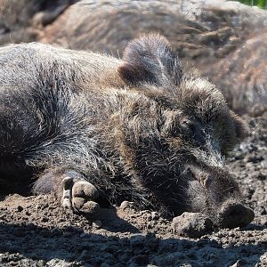 Central European wild boar (Sus scrofa scrofa), 2023-04-30