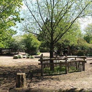 Domestic reindeer paddock, 2023-04-30