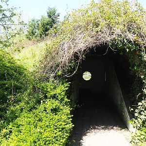 Domestic reindeer viewing area (Former badger sett and raccoon dog den), 2023-04-30