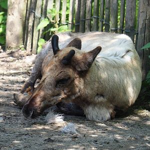 Domestic reindeer (Rangifer tarandus domesticus), 2023-04-30