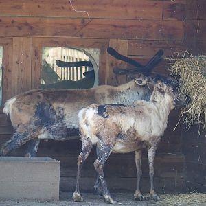 Domestic reindeer (Rangifer tarandus domesticus), 2023-04-30