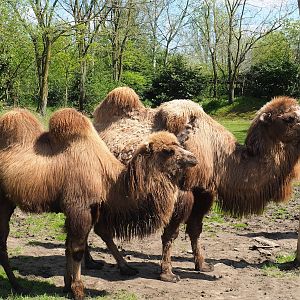 Bactrian camels (Camelus bactrianus), 2023-04-30