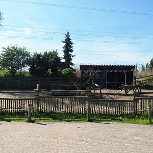 Alpaca and Darwin's rhea paddock, 2023-04-30