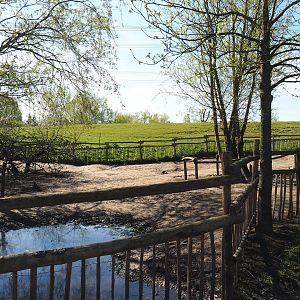 Alpaca and Darwin's rhea paddock, 2023-04-30