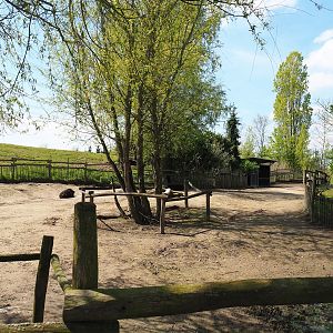 Alpaca and Darwin's rhea paddock, 2023-04-30