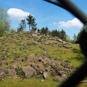 Alpine ibex exhibit, 2023-04-30