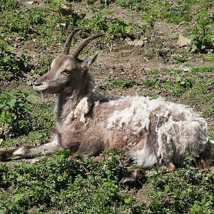 Female Alpine ibex (Capra ibex), 2023-04-30