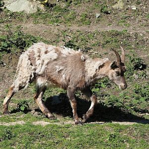 Female Alpine ibex (Capra ibex), 2023-04-30
