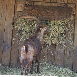 Male Alpine ibex (Capra ibex), 2023-04-30