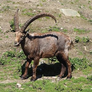 Male Alpine ibex (Capra ibex), 2023-04-30