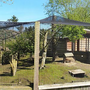 Domestic guinea pig exhibit, 2023-04-30