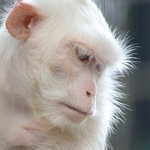 Long-tailed Macaque (Macaca fascicularis)