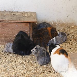Domestic guinea pigs (Cavia porcellus), 2023-04-30