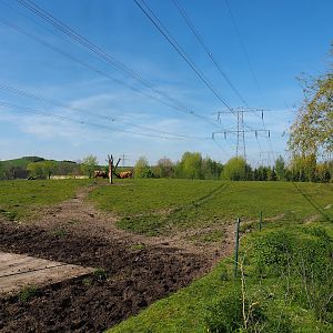 Scottish Highland cattle paddock, 2023-04-30
