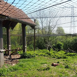 Western Eurasian griffon vulture aviary, 2023-04-30