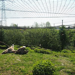 Western Eurasian griffon vulture aviary, 2023-04-30