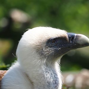 Western Eurasian griffon (Gyps fulvus fulvus), 2023-04-30