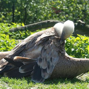 Western Eurasian griffon (Gyps fulvus fulvus), 2023-04-30