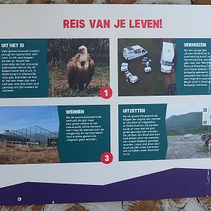 Griffon vulture reintroduction in Bulgaria signage, 2023-04-30