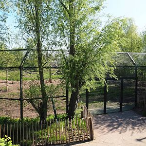 Eurasian grey wolf exhibit, 2023-04-30