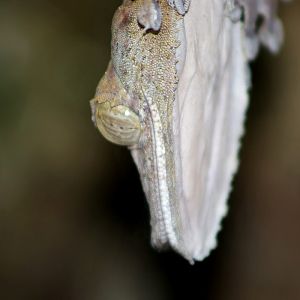 Common Flat-tail Gecko (Uroplatus fimbriatus)