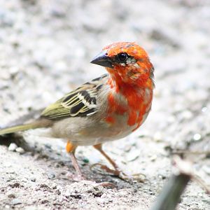 Red Fody (Foudia madagascariensis)