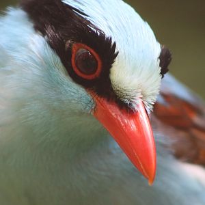 Common Green Magpie (Cissa chinensis)