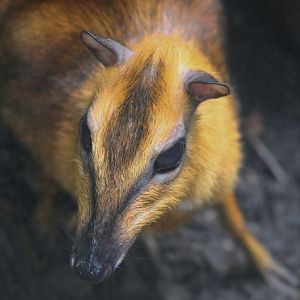 Greater Oriental Chevrotain (Tragulus napu)