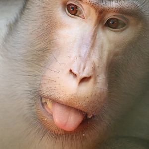 Southern Pig-tailed Macaque (Macaca nemestrina)