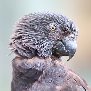 Black Lory (Chalcopsitta atra)