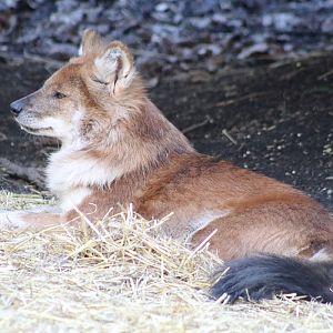Dhole (Cuon alpinus)