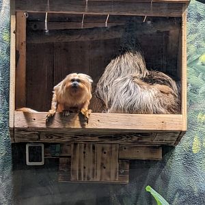 Golden Lion Tamarin and Linne's Two-toed Sloth