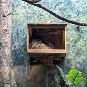 Linne's Two-toed Sloth