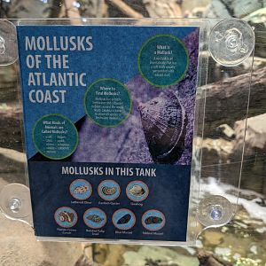 New mollusks signage in the Rhino Iguana/ Diamondback Terrapin exhibit