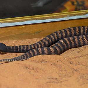 Pilbara Death Adder, Acanthophis wellsi