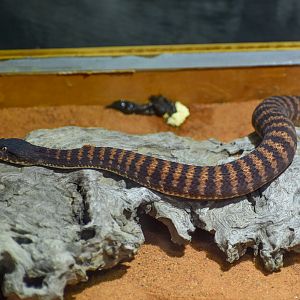 Pilbara Death Adder, Acanthophis wellsi