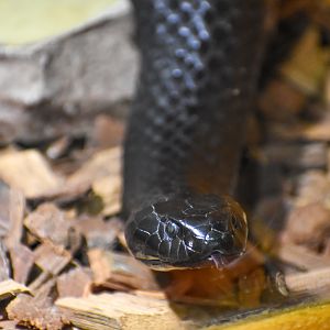 Kangaroo Island Tiger Snake, Notechis scutatus niger