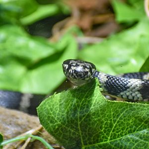 Stephen's Banded Snake, Hoplocephalus stephensii