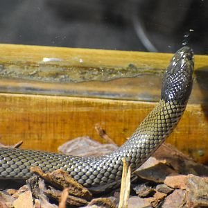 Curl Snake, Suta suta